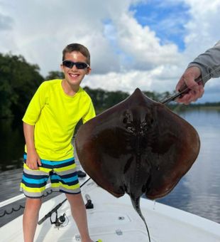 Bluntnose Stingray from Choctawhatchee Bay